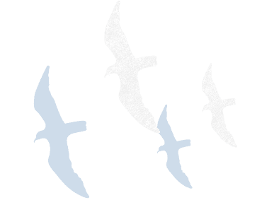 鳥