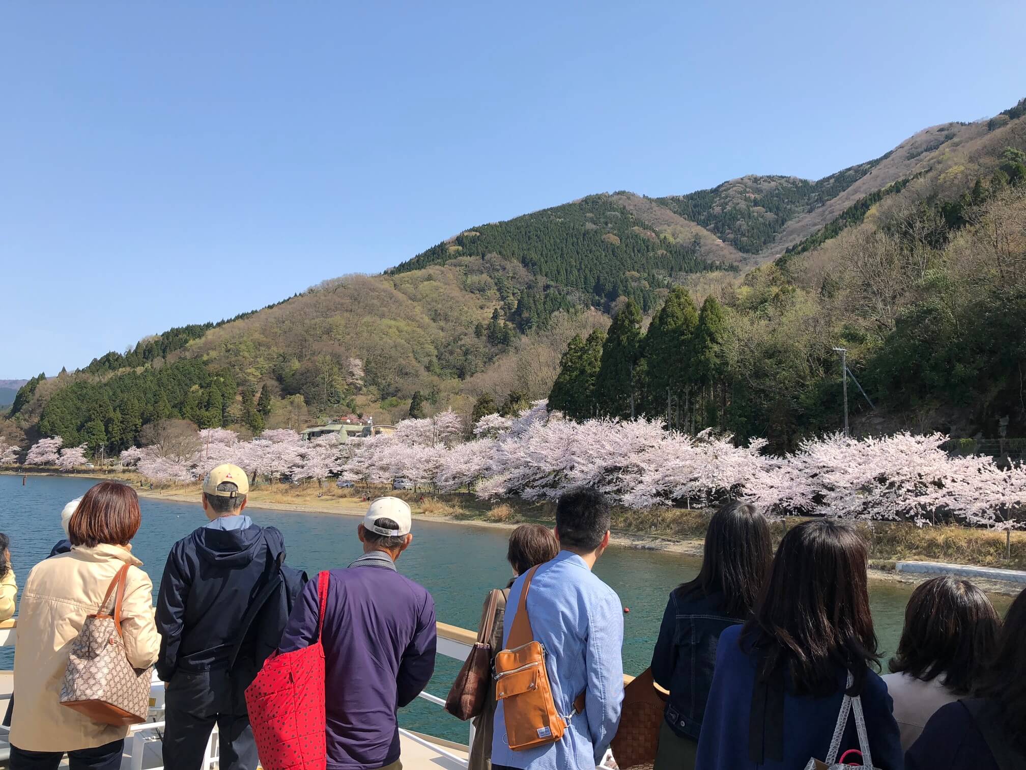 2021 桜 海津 大崎