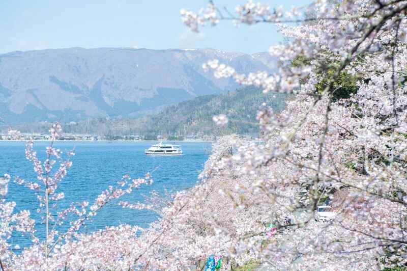 高速船と海津大崎の桜