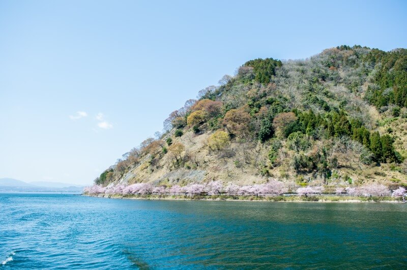 湖上から見た海津大崎の桜並木