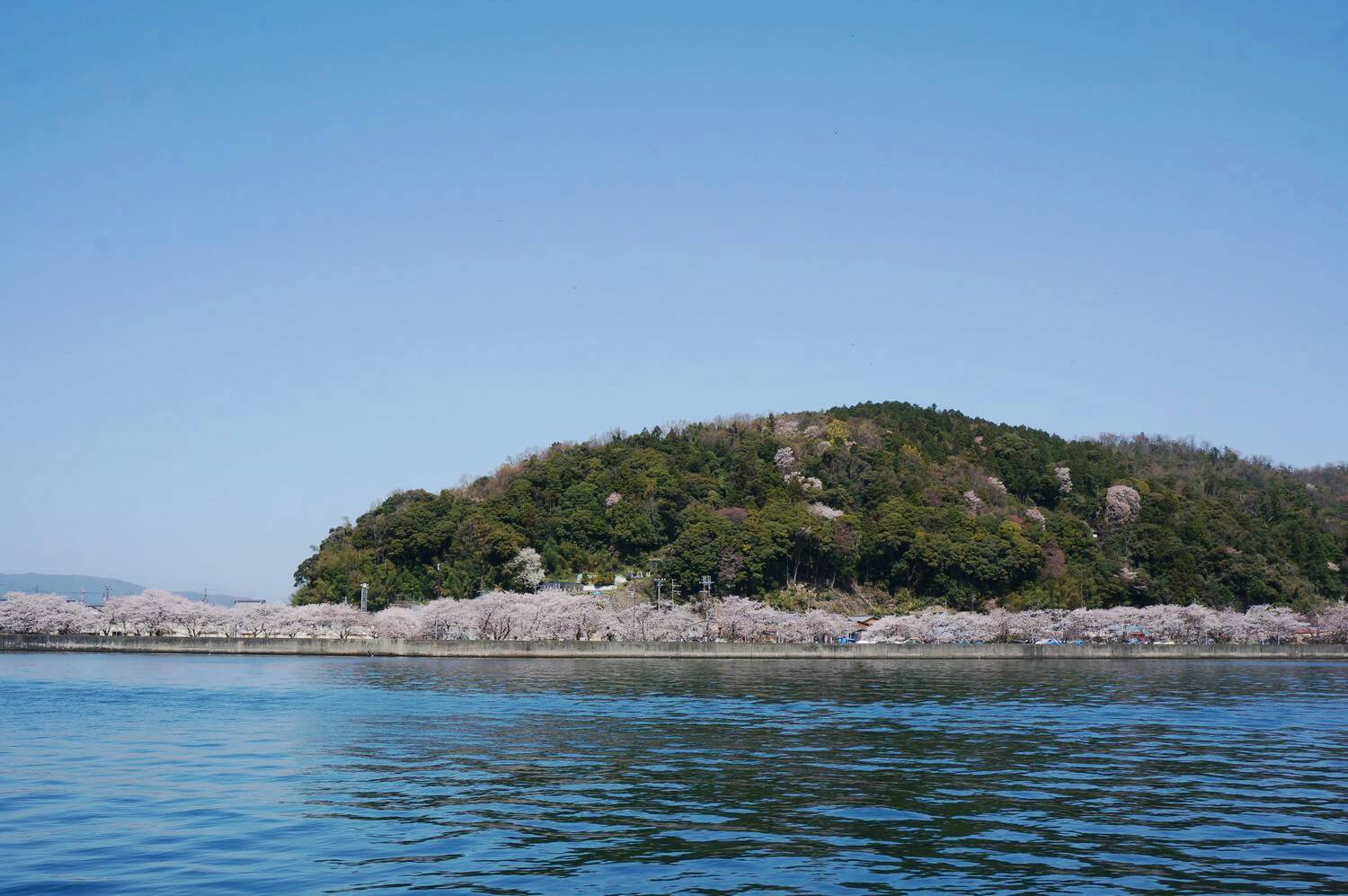 沖島の桜並木