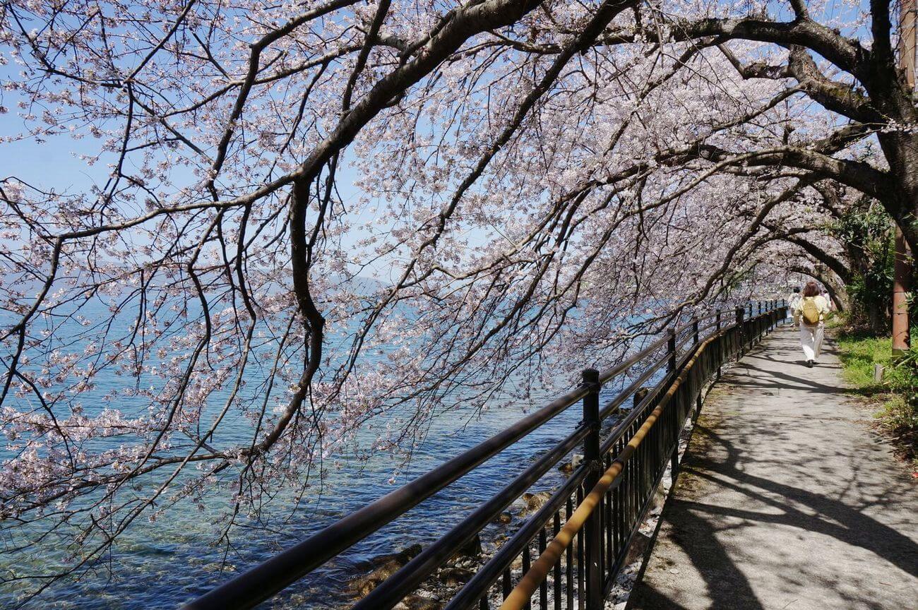 沖島の桜