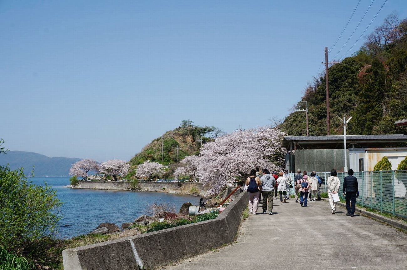 沖島の桜