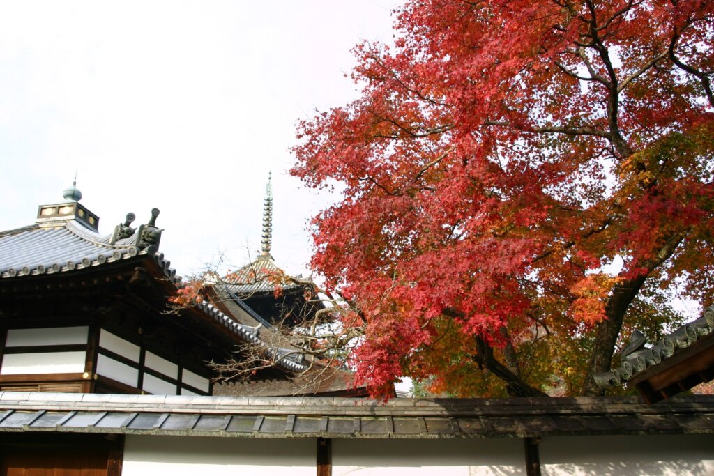 三井寺の紅葉